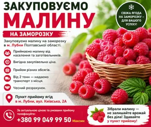 Закуповуємо малину на заморозку