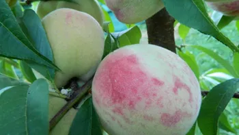 Сорти персиків Білий лебідь