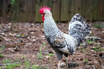 Породи курей Легбар