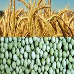 Фото Сертифіковане насіння гороху та пшениці одеської селекції
