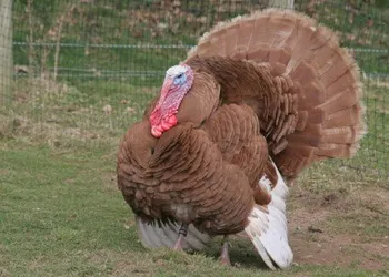 Породи індиків Буф (Buff)