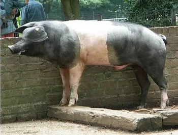 Породи свиней Ангелд Саддлбек (The Angeln Saddleback)