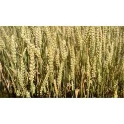 Сорти злакових НС 100/01 (NS 100/01)