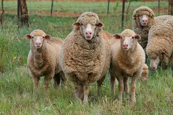 Породи овець Комолий меринос | Poll Merino