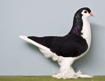 Породи голубів Лахор