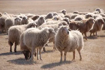 Породи овець Агінська