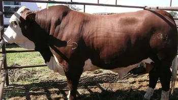 Породи корів (ВРХ) Адаптавр