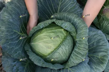 Сорти капусти Ритмо F1 (Ritmo F1)