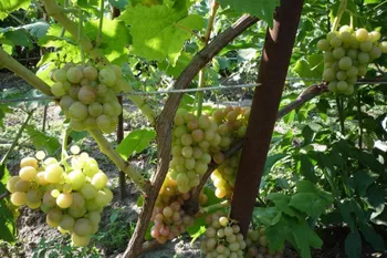 Сорти винограду Ахмади