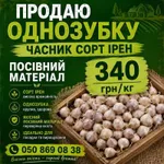 Фото Посівний матеріал озимого часнику сорту Ірен