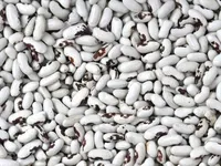 Фото Продаж сортової квасолі оптом