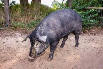 Породи свиней Мулфоут (Mulefoot)