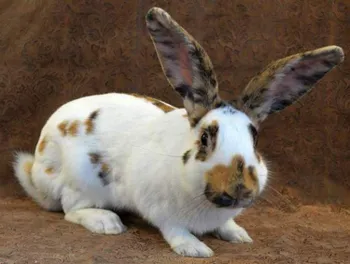 Породи кроликів Рейнський