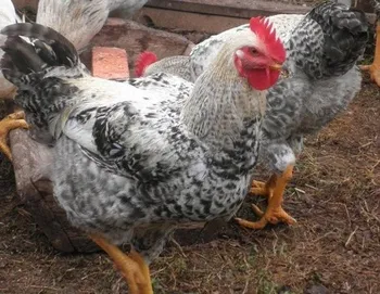 Породи курей Мастер Грей