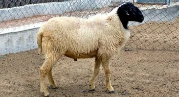 Породи овець Балутська (Baluchi)