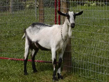 Породи кіз Альпійська