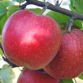Сорти яблунь Амулет