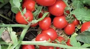 Сорти помідорів Перфектпіл F1 / Perfectpeel F1