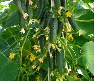 Сорти огірків Балконний F1