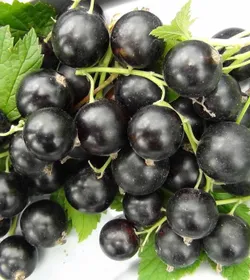 Сорти смородини Либідь смородина чорна