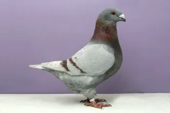 Породи голубів Американський Гомер (Гігантський Гомер)