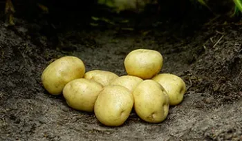 Сорти картоплі Гермес (Hermes)