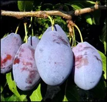 Сорти слив Трудівниця Млієва