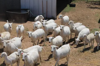 Породи овець Королівська Біла (Royal White)