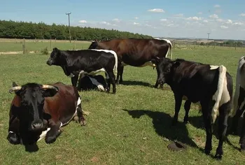 Породи корів (ВРХ) Глостер