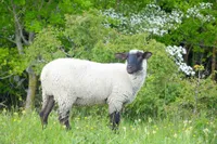 Фото Німецька Чорноголова (German Blackheaded Mutton)