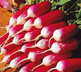 Сорти коренеплідних Редис 18 днів
