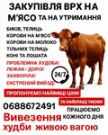 Фото Закупівля ВРХ на м’ясо та на утримання