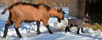 Породи кіз Взуті кози