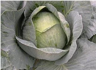 Сорти капусти Кентавр F1