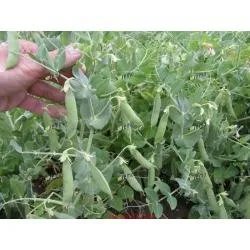 Сорти гороху Цезар / Cezar