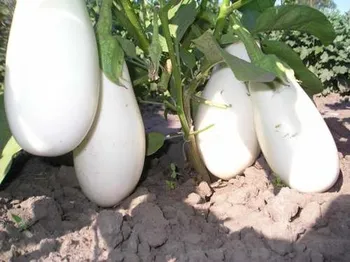 Сорти баклажану Бібо F1 / Bibo F1