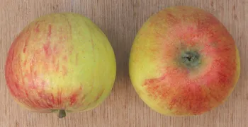 Сорти яблунь Алкмене