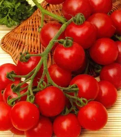 Сорти помідорів Черрі Блосем F1