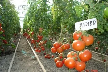Сорти помідорів Пьетро F1 / Pietro F1