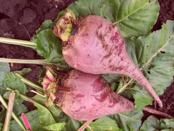 Сорти коренеплідних Багряний