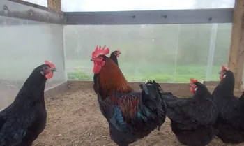 Породи курей Московська Чорна