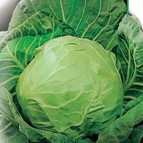 Сорти капусти Дітмаршер Фрюер