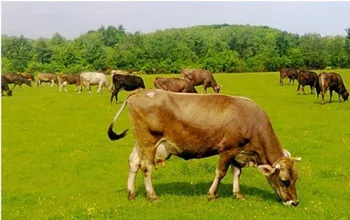 Породи корів (ВРХ) Бура Карпатська