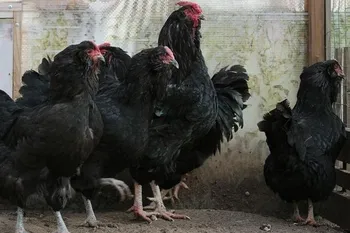 Породи курей Галан