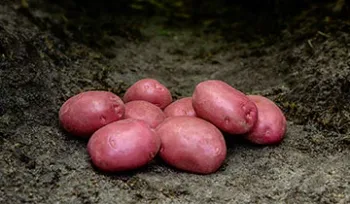 Сорти картоплі Сенна (Senna)