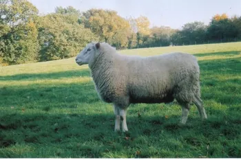 Породи овець Британська молочна | British Milksheep