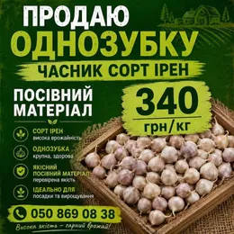 Посівний матеріал озимого часнику сорту Ірен