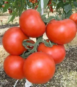 Сорти помідорів Енігма F1 / Enygma F1