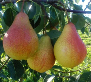 Сорти груш Улюблениця Яковлєва