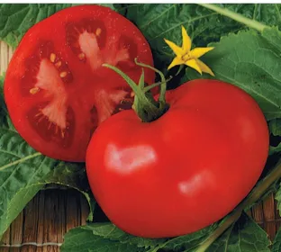 Сорти помідорів Більшовик F1